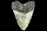 Large, Fossil Megalodon Tooth - North Carolina #108942-2
